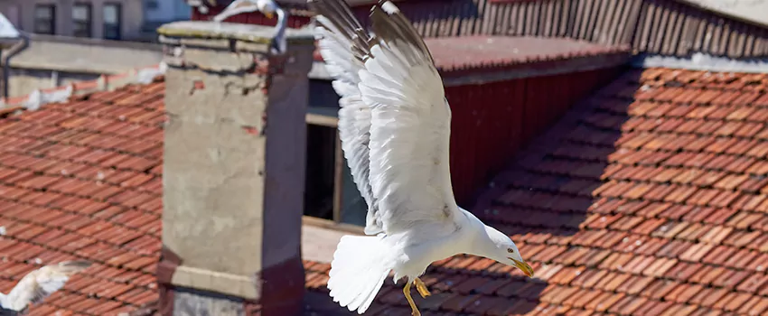 Residential Chimney Animal Removal Solution in Kingsland, GA